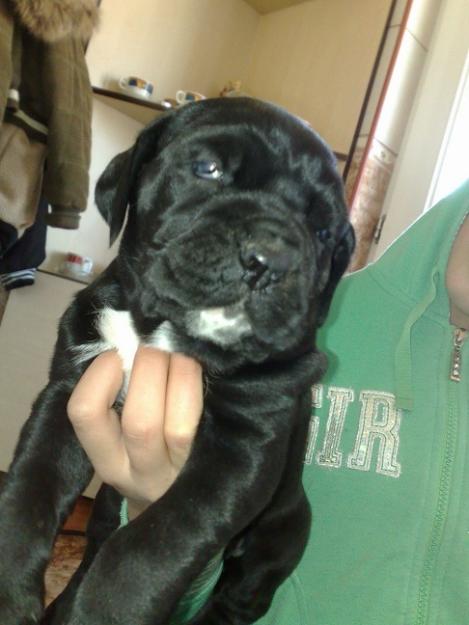 vand cane corso - Pret | Preturi vand cane corso