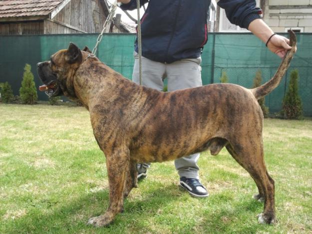 vand dogo canario / presa canario - Pret | Preturi vand dogo canario / presa canario