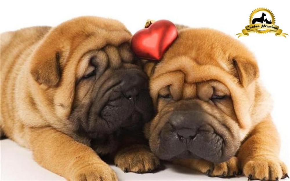 De vanzare Shar-Pei, 2 luni - Pret | Preturi De vanzare Shar-Pei, 2 luni