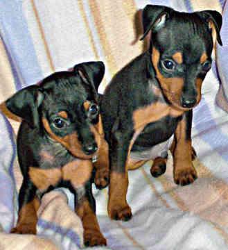 PINSCHER PITIC DE VANZARE - Pret | Preturi PINSCHER PITIC DE VANZARE