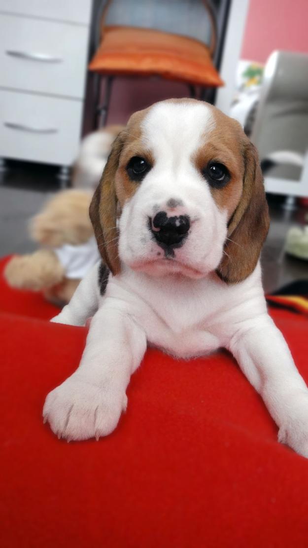 Beagle tricolor - Pret | Preturi Beagle tricolor