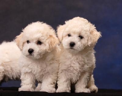 Bichon Frise de vanzare, masculi si femele, Pedigree - Pret | Preturi Bichon Frise de vanzare, masculi si femele, Pedigree