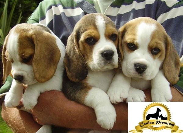 Beagle puiuti de vanzare - Pret | Preturi Beagle puiuti de vanzare