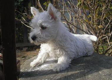 WESTIE -westie - Pret | Preturi WESTIE -westie