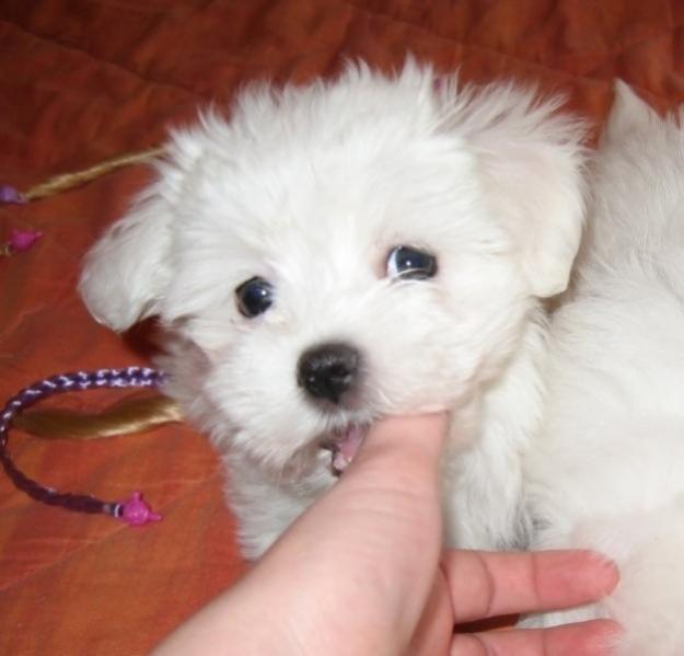 bichon maltez de vanzare talie mica - Pret | Preturi bichon maltez de vanzare talie mica