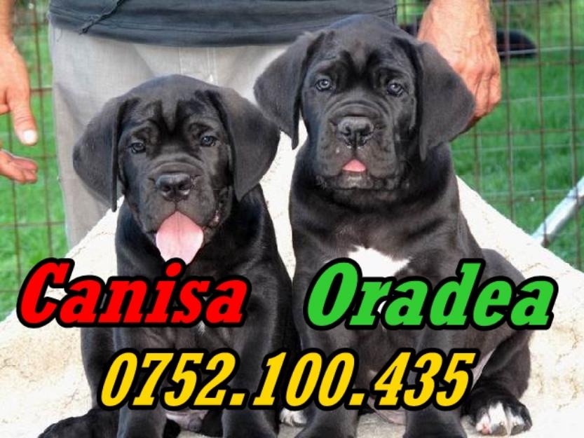 Catei sanatosi si frumosi rasa Cane Corso de vanzare - Pret | Preturi Catei sanatosi si frumosi rasa Cane Corso de vanzare