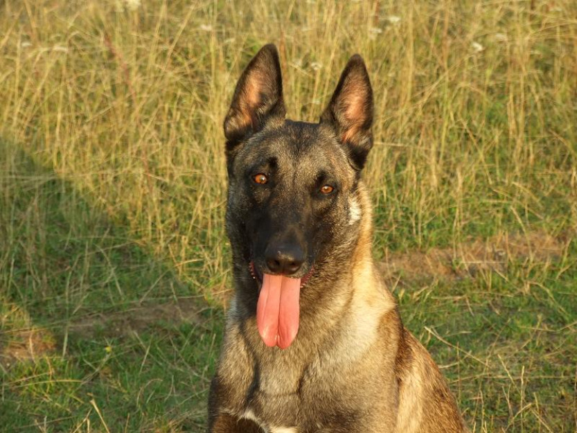 ciobanesc belgian malinois pui - Pret | Preturi ciobanesc belgian malinois pui