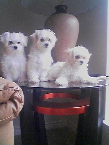 Three maltese puppies for sale - Pret | Preturi Three maltese puppies for sale