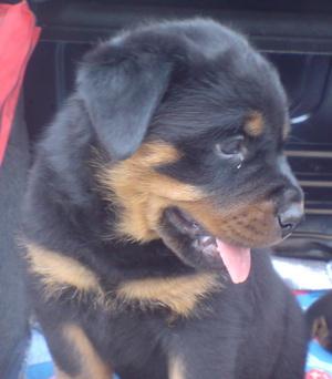 vand catei rottweiler, 8 saptamani, vaccinati, deparazitati - Pret | Preturi vand catei rottweiler, 8 saptamani, vaccinati, deparazitati