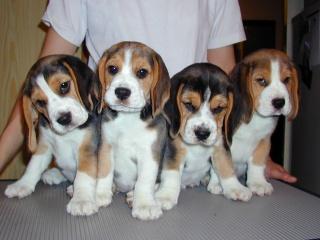 Beagle - Pret | Preturi Beagle