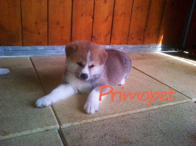 Puiuti Akita Inu de Vanzare - Pret | Preturi Puiuti Akita Inu de Vanzare