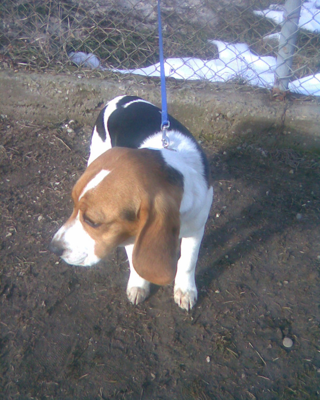 Beagle - Pret | Preturi Beagle