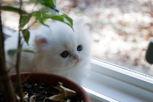 Pisica persana alba - Pret | Preturi Pisica persana alba