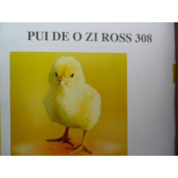 Pui de o zi gaina carne rasa Ross 308 - Pret | Preturi Pui de o zi gaina carne rasa Ross 308