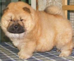 Vand pui de Chow Chow - Pret | Preturi Vand pui de Chow Chow