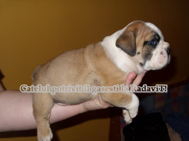 Vand Bulldog Englez - Pret | Preturi Vand Bulldog Englez