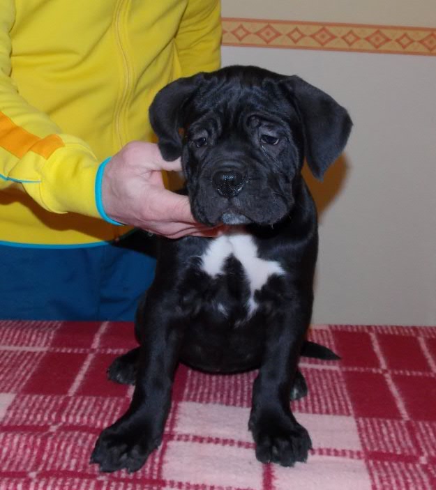 vand catelusi cane corso - Pret | Preturi vand catelusi cane corso