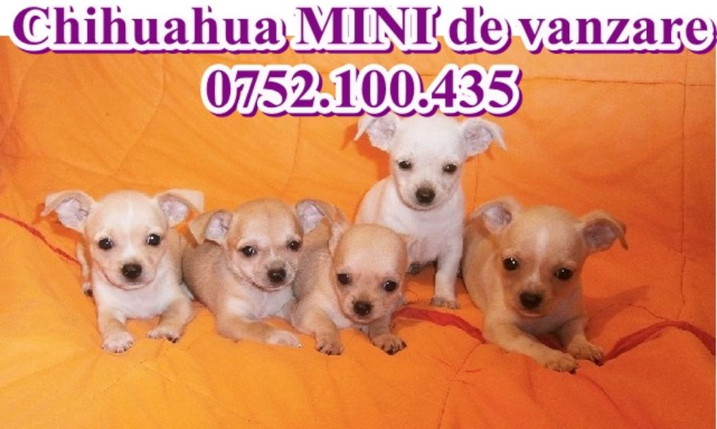 Chihuahua Mini de vanzare-0752.100.435 - Pret | Preturi Chihuahua Mini de vanzare-0752.100.435