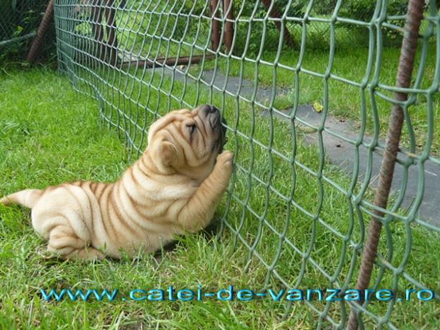 SHAR PEI de vanzare - Pret | Preturi SHAR PEI de vanzare