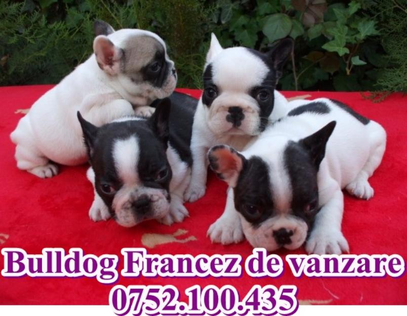 Catei superbi rasa Bulldog Francez de vanzare - Pret | Preturi Catei superbi rasa Bulldog Francez de vanzare