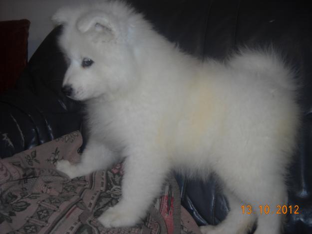 catei samoyed - Pret | Preturi catei samoyed