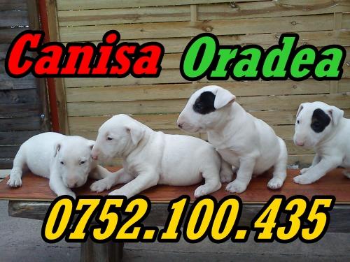 Catei superbi rasa Bullterrier de vanzare - Pret | Preturi Catei superbi rasa Bullterrier de vanzare