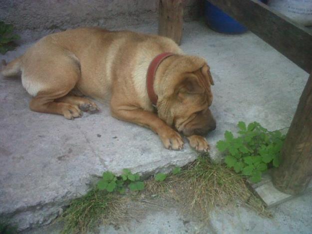 OFER SPRE MONTA MASCUL 2 ANI SHAr-PEI - Pret | Preturi OFER SPRE MONTA MASCUL 2 ANI SHAr-PEI