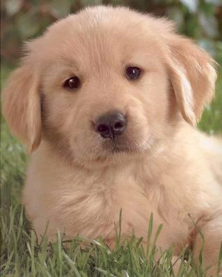 Vand Golden Retriever - Pret | Preturi Vand Golden Retriever