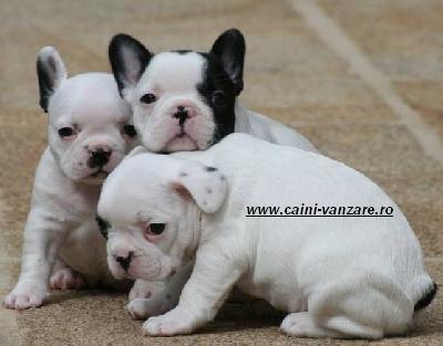 CAINI DE VANZARE BULLDOG FRANCEZ - Pret | Preturi CAINI DE VANZARE BULLDOG FRANCEZ