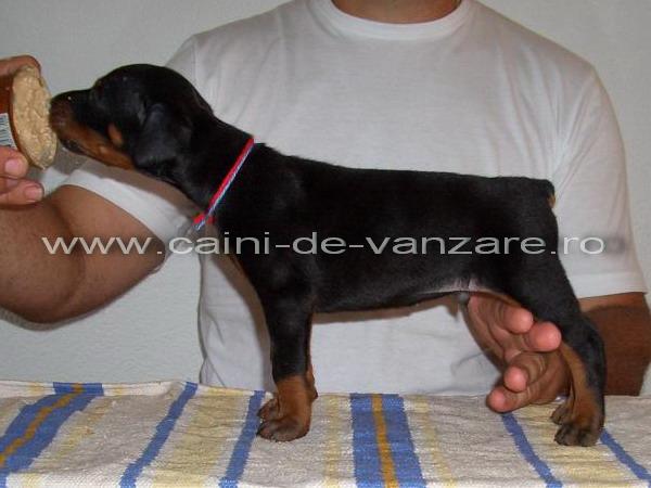 Doberman de vanzare - perfecti pentru paza - masculi si femele la 2 luni - Pret | Preturi Doberman de vanzare - perfecti pentru paza - masculi si femele la 2 luni