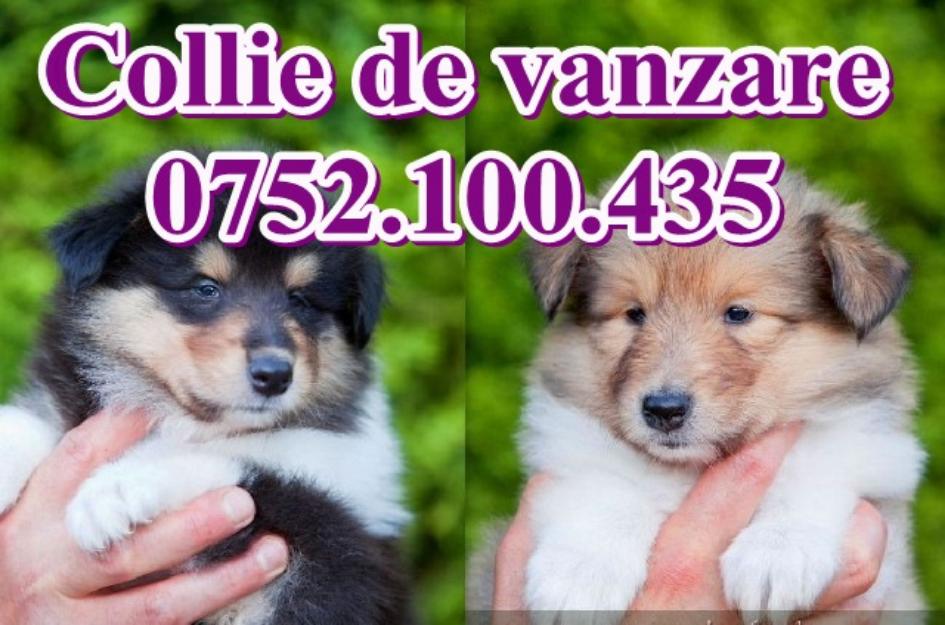 Collie de vanzare-0752.100.435 - Pret | Preturi Collie de vanzare-0752.100.435