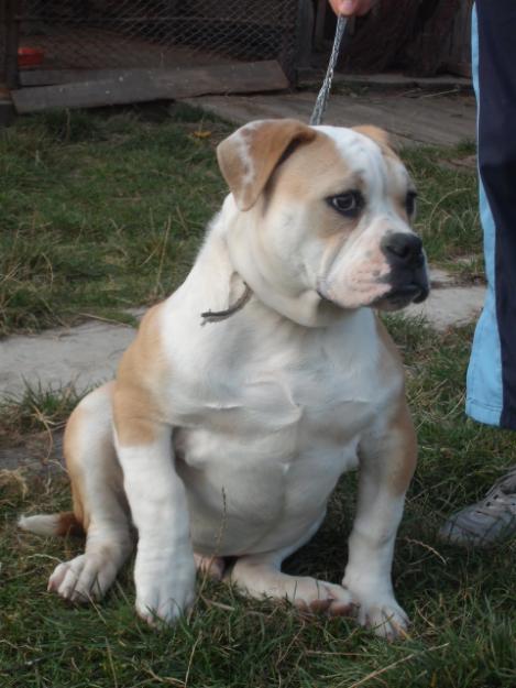 Bulldog american - Pret | Preturi Bulldog american