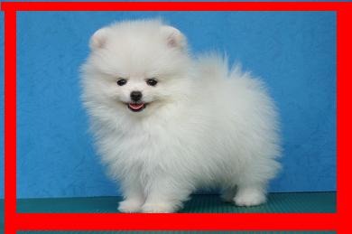 Pomeranian Superbi - Pret | Preturi Pomeranian Superbi