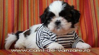 Brasov - catei Shih-Tzu de vanzare - Pret | Preturi Brasov - catei Shih-Tzu de vanzare