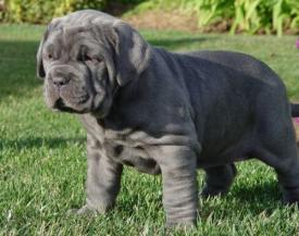 MASTINO NAPOLETANO DE VANZARE - Pret | Preturi MASTINO NAPOLETANO DE VANZARE