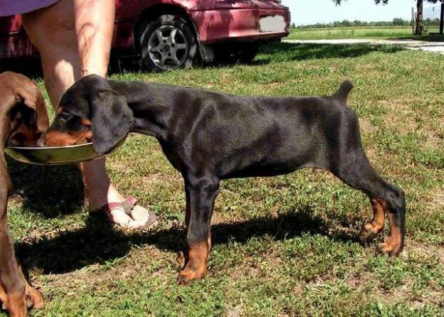 Dobermann de vanzare disponibili acum de Craciun - Pret | Preturi Dobermann de vanzare disponibili acum de Craciun