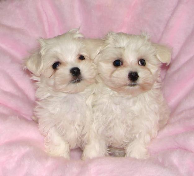 BICHON MALTESE FRUMOSI 700 RON - Pret | Preturi BICHON MALTESE FRUMOSI 700 RON