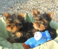 Catei Yorkshire Terrier toy - Pret | Preturi Catei Yorkshire Terrier toy