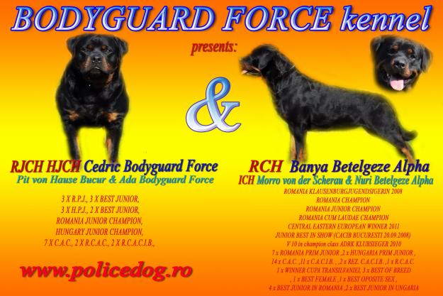 Canisa Bodyguard Force va ofera cateii rottweiler - Pret | Preturi Canisa Bodyguard Force va ofera cateii rottweiler