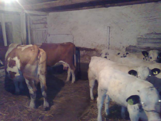 Vand 4 vaci baltate romanesti,gestante, - Pret | Preturi Vand 4 vaci baltate romanesti,gestante,
