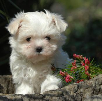 BICHON MALTESE 700 RON - Pret | Preturi BICHON MALTESE 700 RON