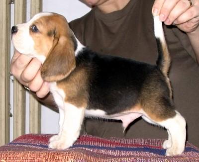 Oferta Beagle de Vanzare,livrare gratuita in tara - Pret | Preturi Oferta Beagle de Vanzare,livrare gratuita in tara