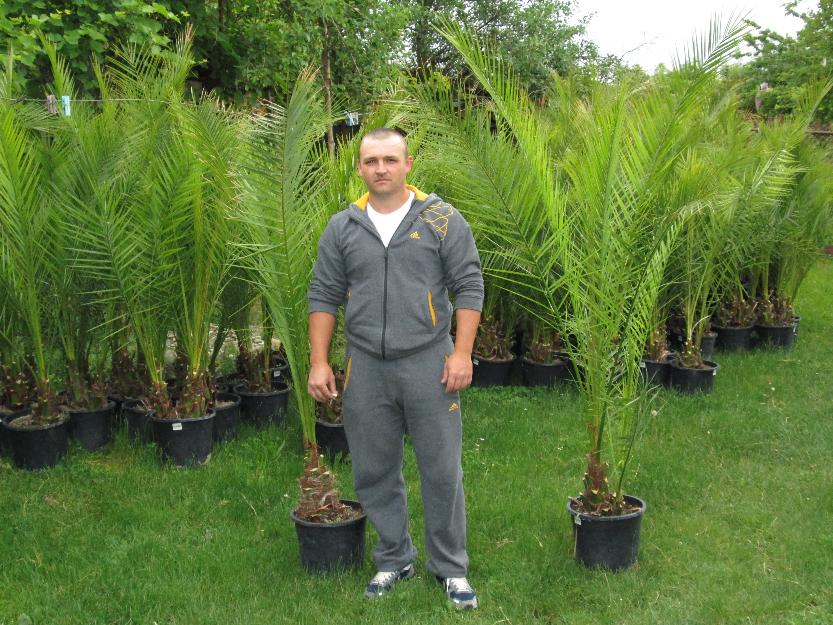 palmieri phoenix canariensis - Pret | Preturi palmieri phoenix canariensis