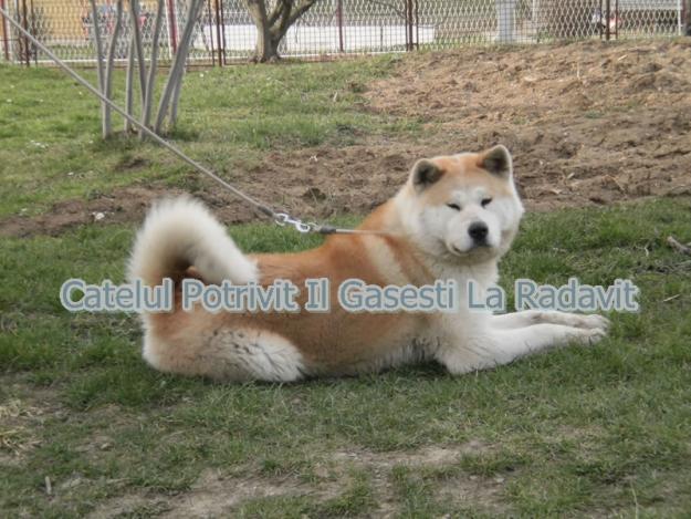 De vanzare Akita Inu - Pret | Preturi De vanzare Akita Inu