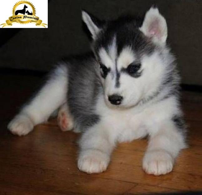 Puiuti Husky Siberian - Pret | Preturi Puiuti Husky Siberian