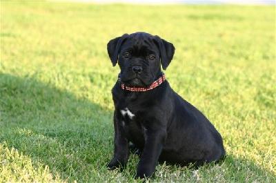 vindem catei Cane Corso - Pret | Preturi vindem catei Cane Corso