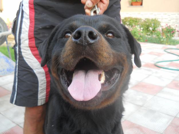 vand catei rottweiler - Pret | Preturi vand catei rottweiler