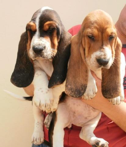 Basset Hound de vanzare cu Pasaport si Microcip - Pret | Preturi Basset Hound de vanzare cu Pasaport si Microcip