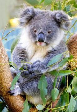 Puzzle Castorland 500 Koala - Pret | Preturi Puzzle Castorland 500 Koala