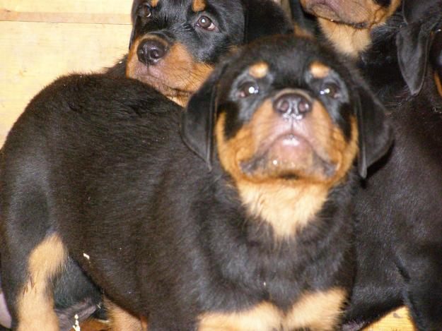 pui rottweiler - Pret | Preturi pui rottweiler